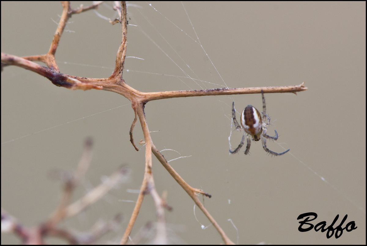 Mangora acalypha - Basovizza (TS)